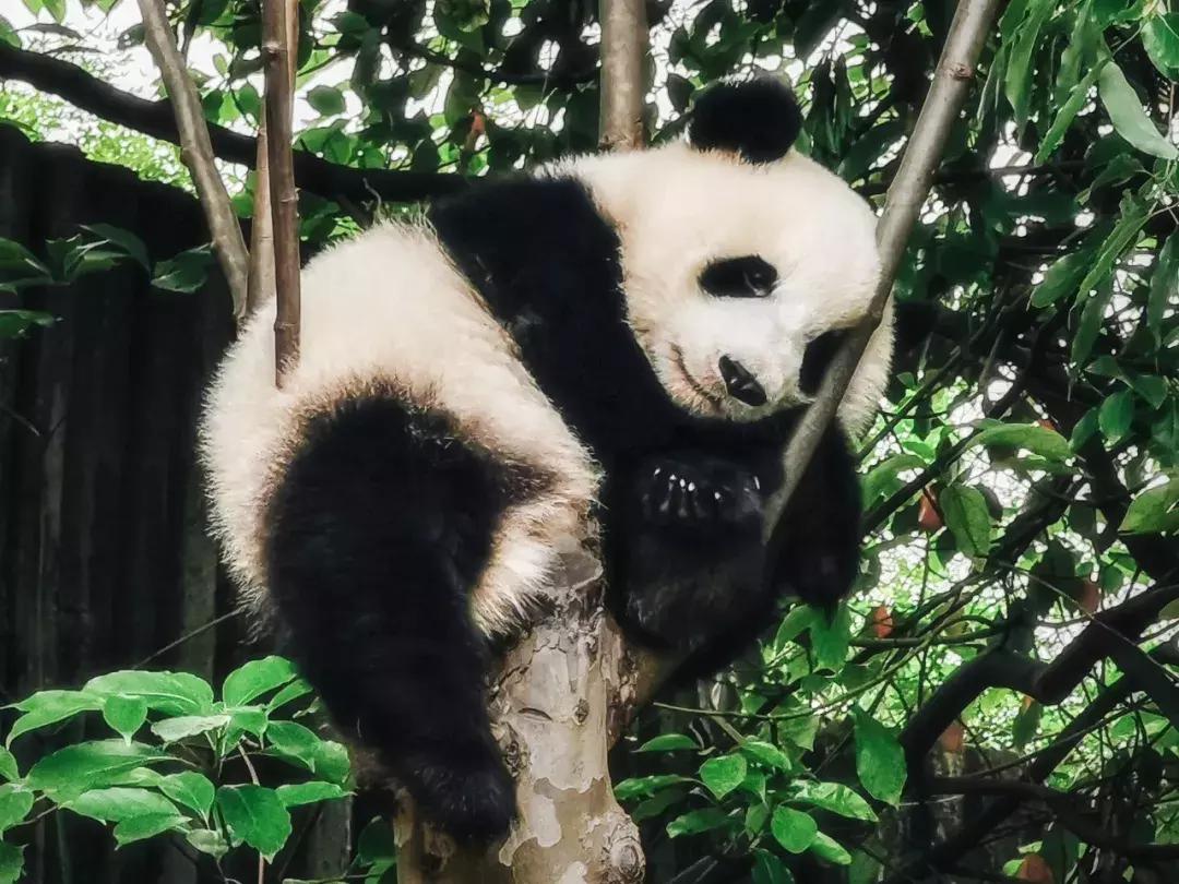 华为p30的镜头模组叫什么,华为p30镜头是蓝宝石的吗