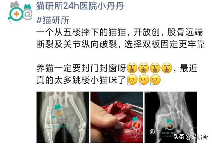 高层养猫到底要不要封窗,封窗养猫