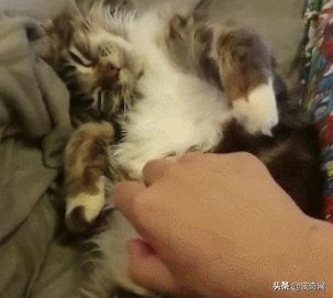 猫咪的脸型代表它的性格,怎么看猫咪的脸型好不好