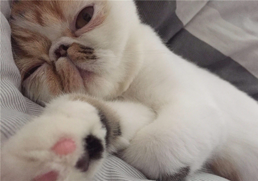 猫咪割眼皮是咋回事,猫咪下眼睑内翻如何自行恢复