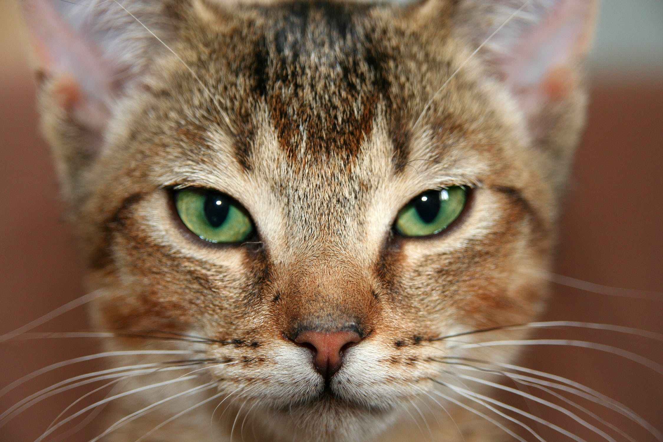 猫咪是近视眼还是远视眼,辟谣猫咪的六个谣言