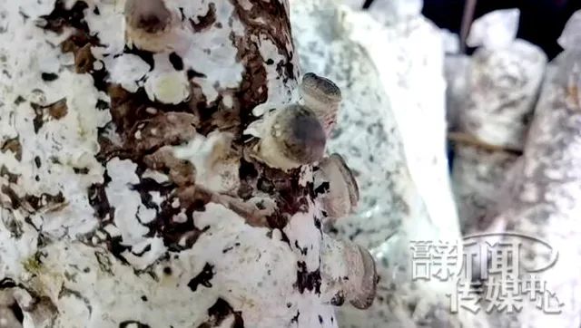 市界行看小康⑰丨新立东村：“小伞”撑起致富梦