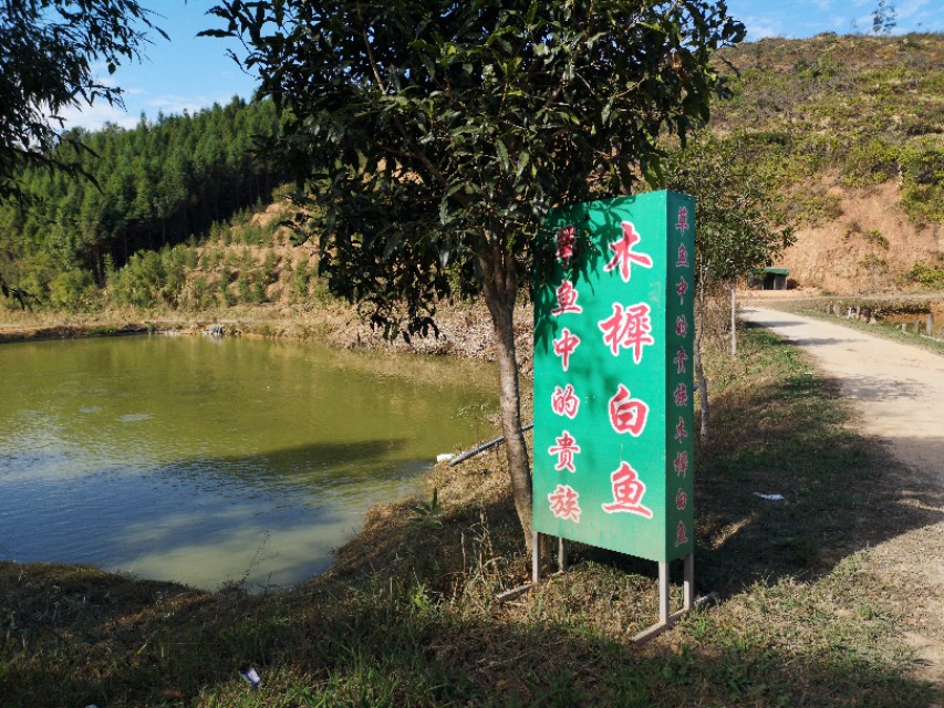 【建州风情】闽源人梨山麓的木樨,犀白鱼采风行！