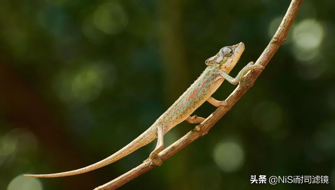 南非NiSi官方大使近摄镜使用心得