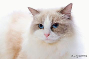我就是馋猫的身子，没别的！