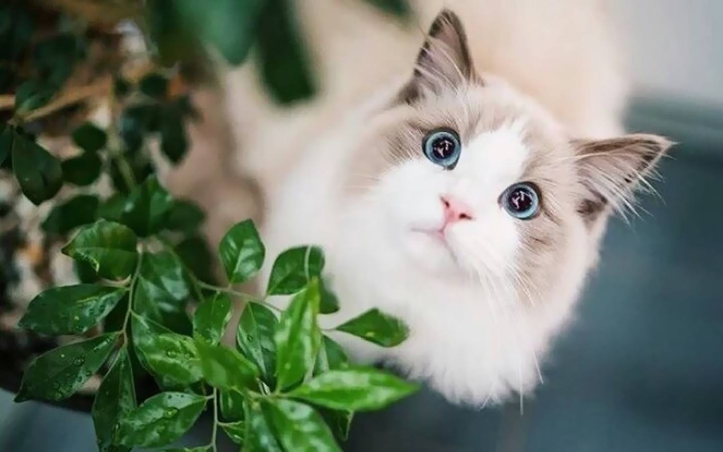 手套色布偶猫价格多少钱一只,布偶猫一只多少钱正常