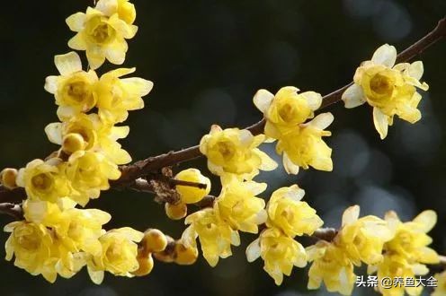 盆栽腊梅如何养？教你3个养护腊梅的小妙招，花开旺盛香飘满屋
