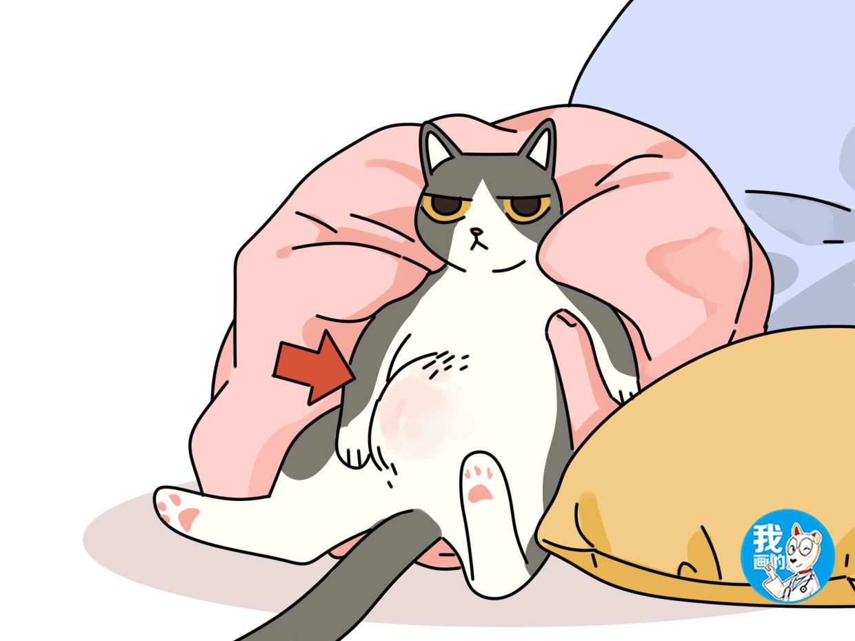 辟谣：猫咪肚子下有块赘肉是胖的吗？所见的胖或许不是胖