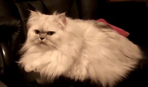 流泪猫猫头,流泪猫猫头抱小熊