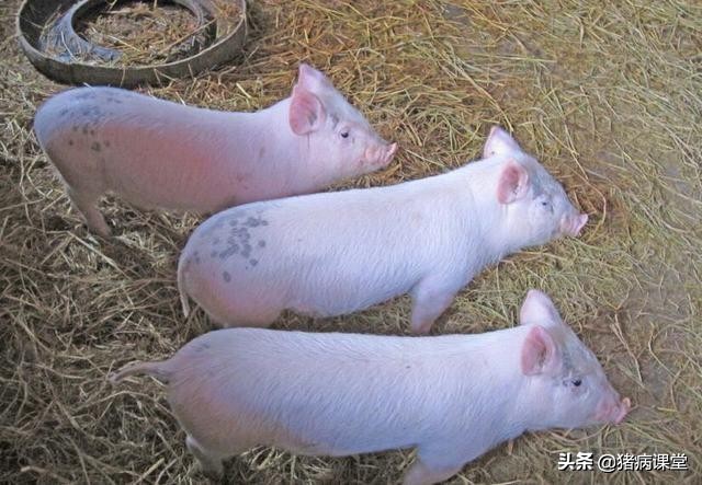 后海穴治仔猪拉稀,仔猪水样腹泻腹腔注射什么药物