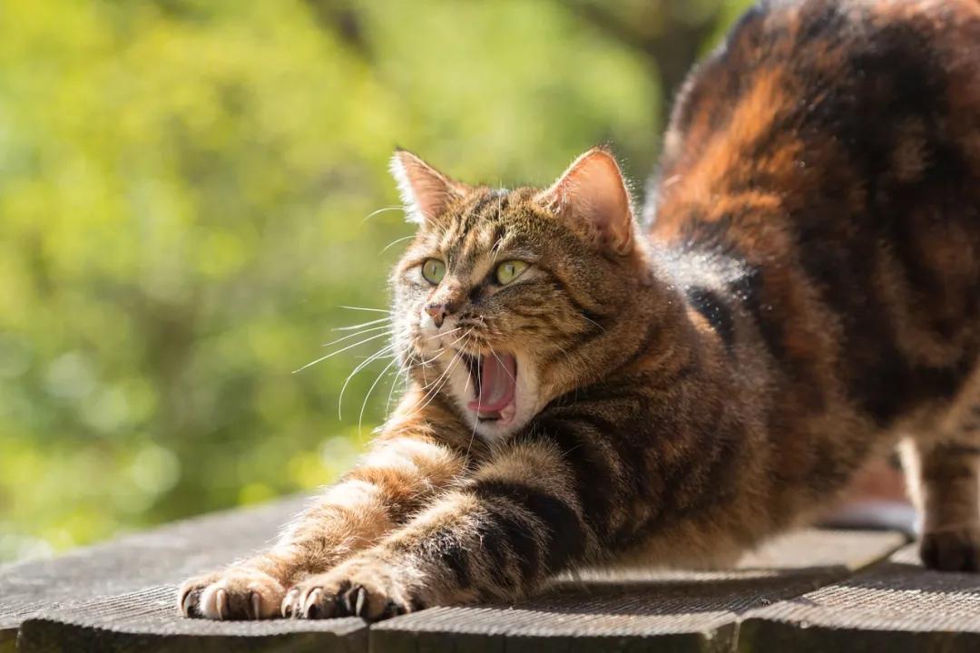 淦！给猫挤肛门腺喷到笔记本键盘上了