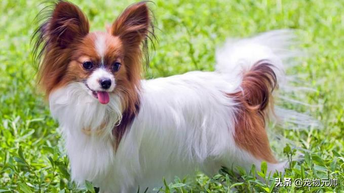 可爱的小型犬,可爱好养的小型犬