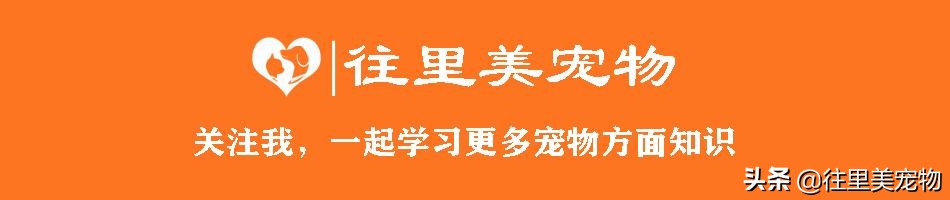 短腿小奶猫需求注意什么,小奶猫呆萌的样子真的心都化了