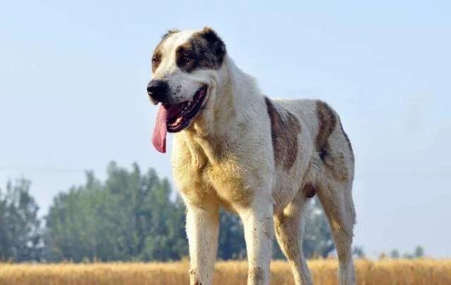 十大猛犬排行榜第一名,十大禁养猛犬排行