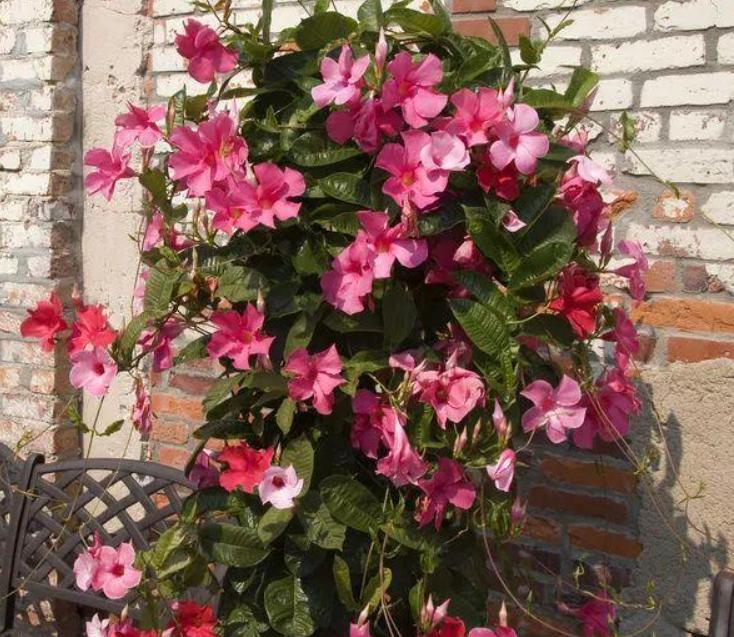 这些网红花，花商告知你它好养，开花美，从来不提它“有毒”