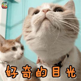 捡到猫咪的胡子,收集猫咪胡须会有好运嘛