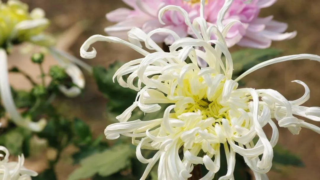 深秋时节的菊花展诗情画意,秋日赏菊30幅菊花图