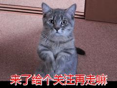 拉布拉多的技能训练,拉布拉多高智商