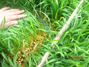 控释肥的施用方法,控释肥的最佳配方