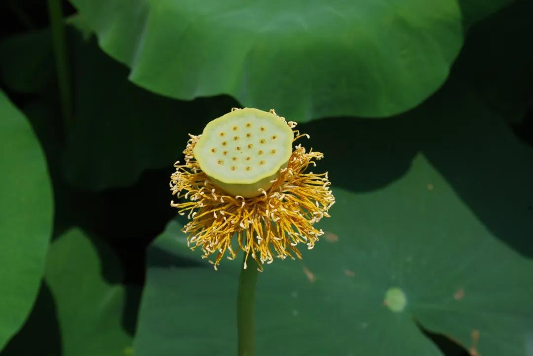 中药材莲子心,中药材莲子的用量