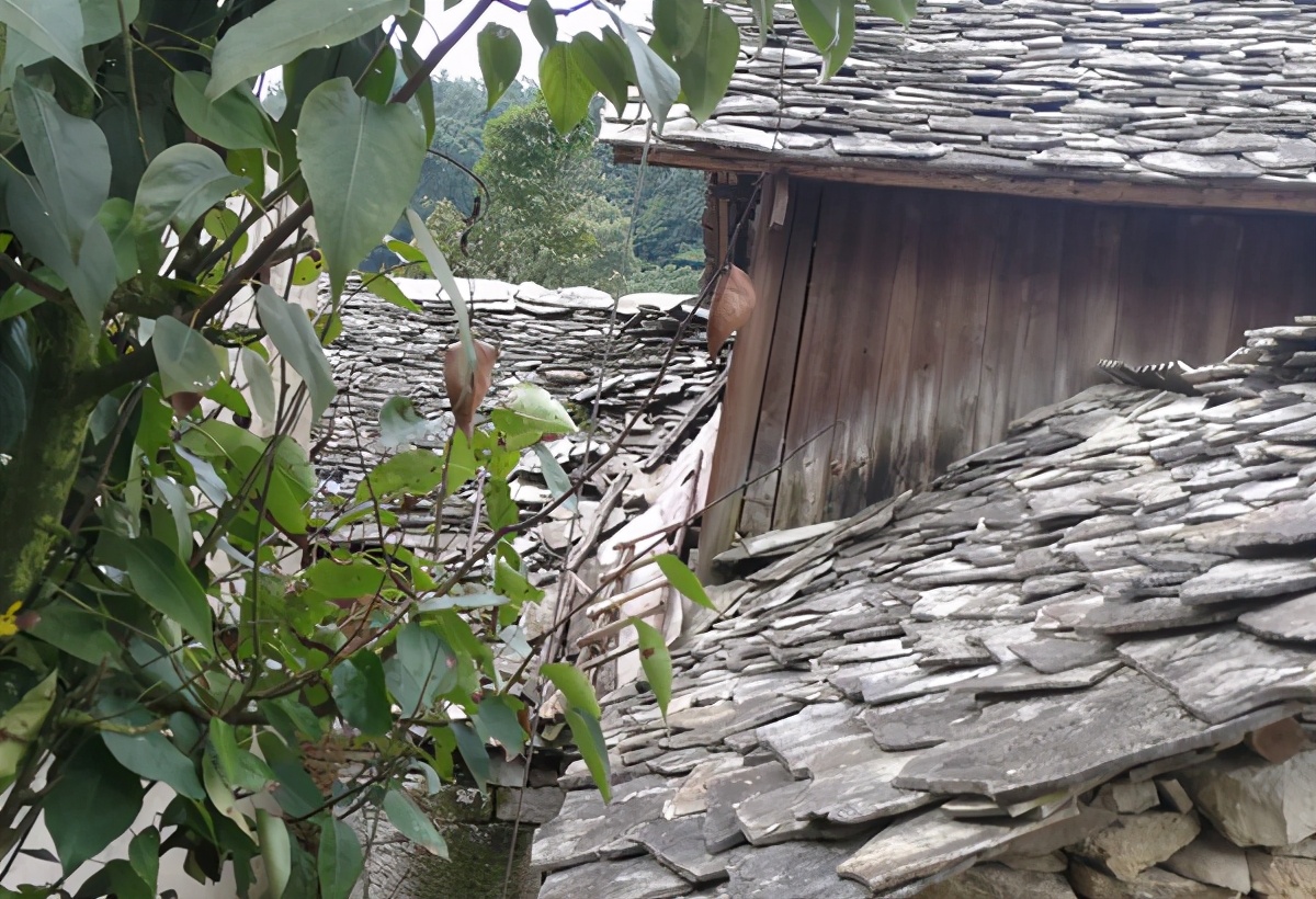 「旅途随笔」贵州安顺，蜂糖山下“银伞”苗