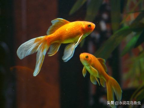 怎么把金鱼的蛋孵化出来,怎么让金鱼生蛋