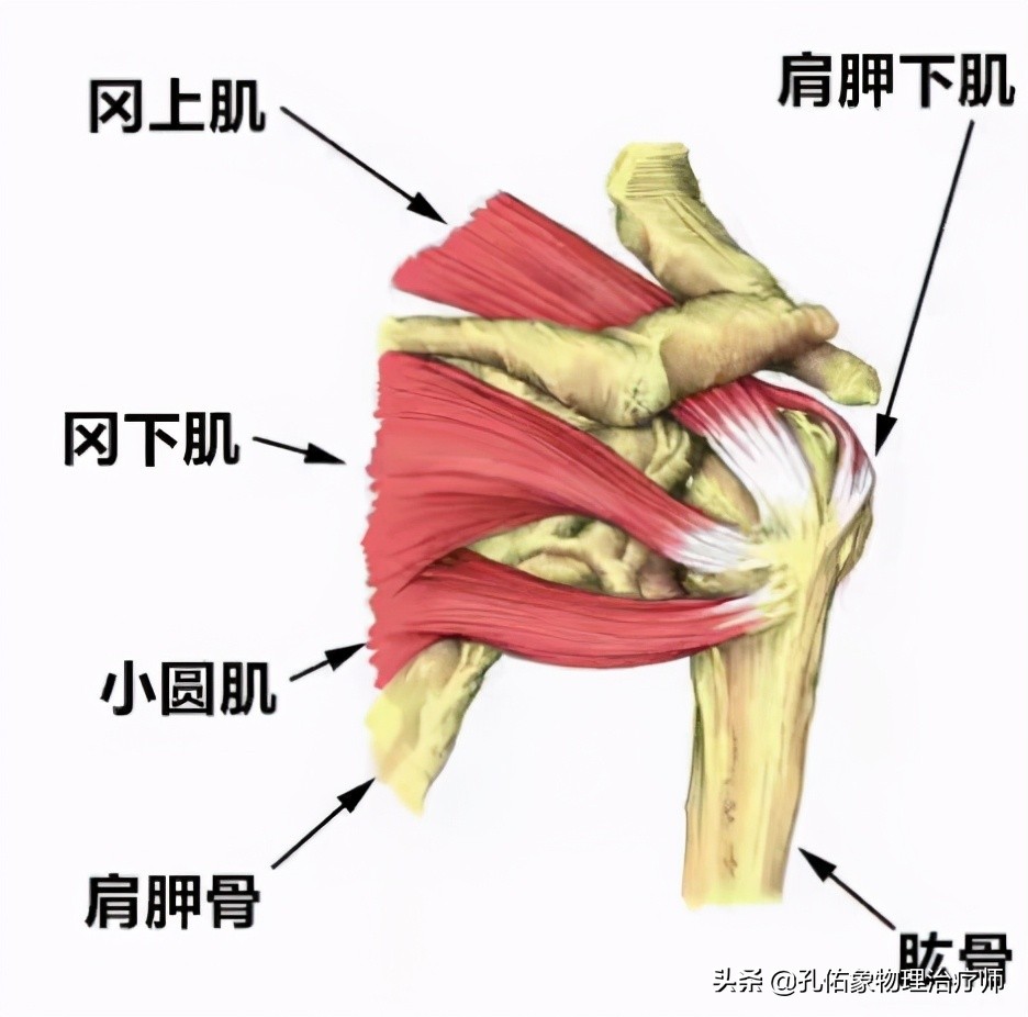 老年人肩周疼痛的厉害怎么治疗,老年人肩背部疼痛怎么回事