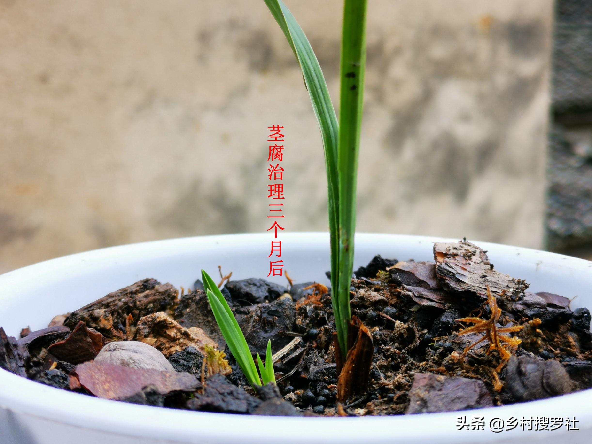 这样治疗兰花的茎腐病，第二年就可以成壮苗，关键就是这5点