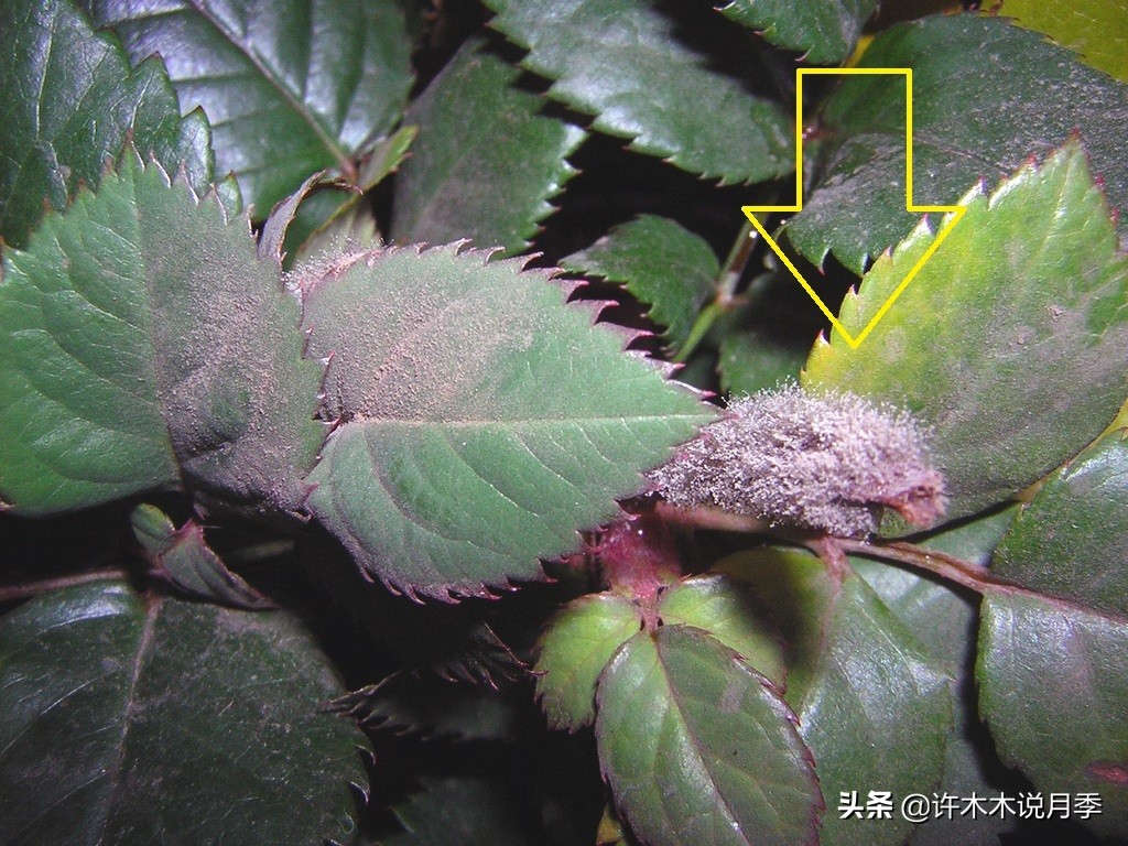 月季病害通用药,月季病害的必备药物