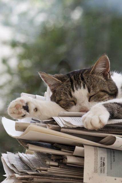 养土猫和纯猫的区分,养土猫好还是宠物猫好