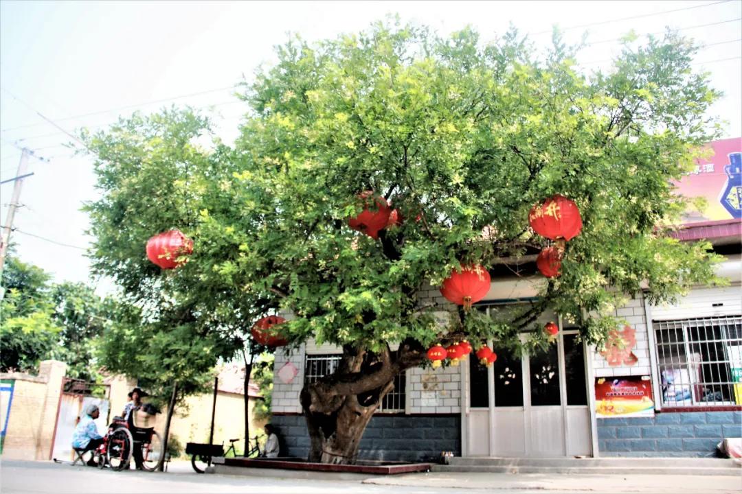 赏鹊林叠翠游魅力李鹊——“好品李鹊”杯短视频大赛开始啦