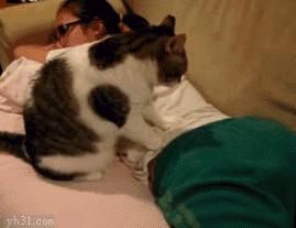 猫咪不出门需求驱虫吗,不出门的猫咪还用驱虫吗