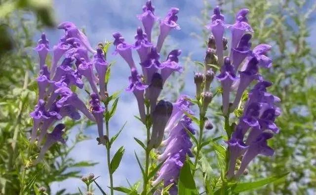 50种·蓝紫色系植物，尊享高贵典雅浪漫的视觉盛宴