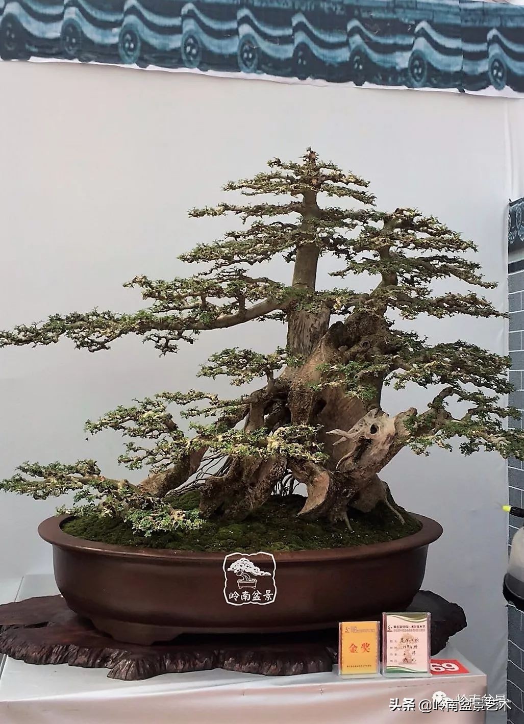 盆景对节白蜡是什么树,对节白蜡盆景是什么树