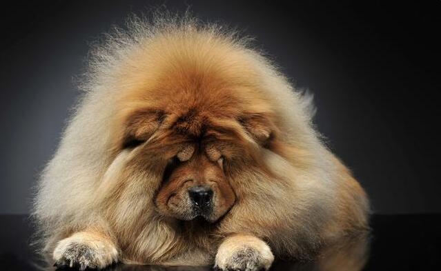 为什么松狮犬很少有人养,松狮犬为什么饲养的人少