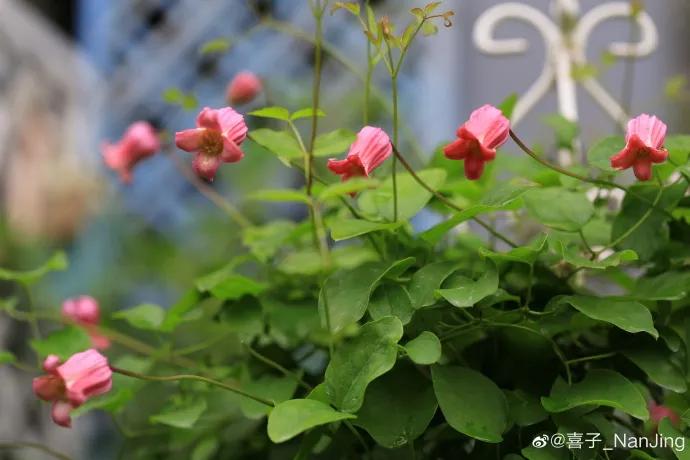藤本植物皇后铁线莲,藤本皇后铁线莲品种