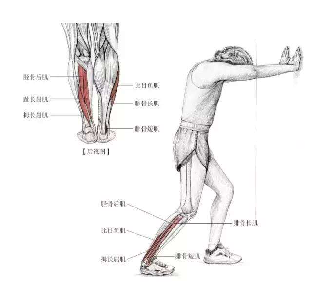 百尺秀木始立于根，运动后别忘了拉伸脆弱的脚踝