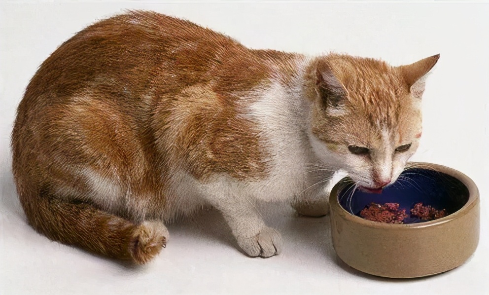 猫咪一直软便拉稀但精神很好,猫咪软便拉稀吃什么药