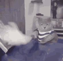 对猫毛过敏导致脸肿,对猫毛过敏是不是老打喷嚏
