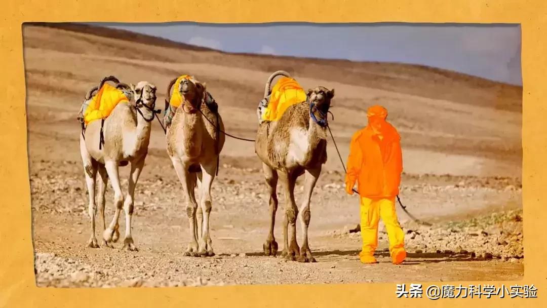 原来骆驼驼峰里的不是水，而是其他物质，那水藏哪去了？