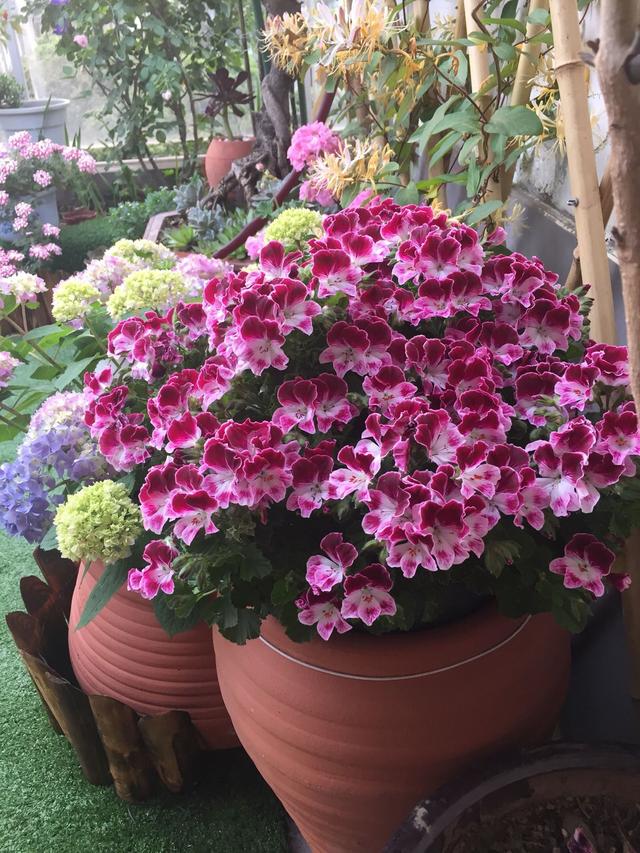 适合女生养的4种花,最好养的阳台5种花