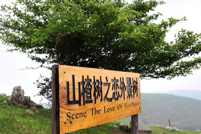 张艺谋的山楂树之恋完整版,张艺谋的山楂树之恋