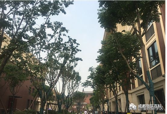 大源片区小学排名,高新区大源片区学校排名