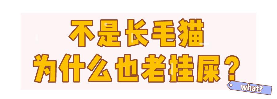 小猫咪为啥乱拉屎,有些小猫咪表面挺正常
