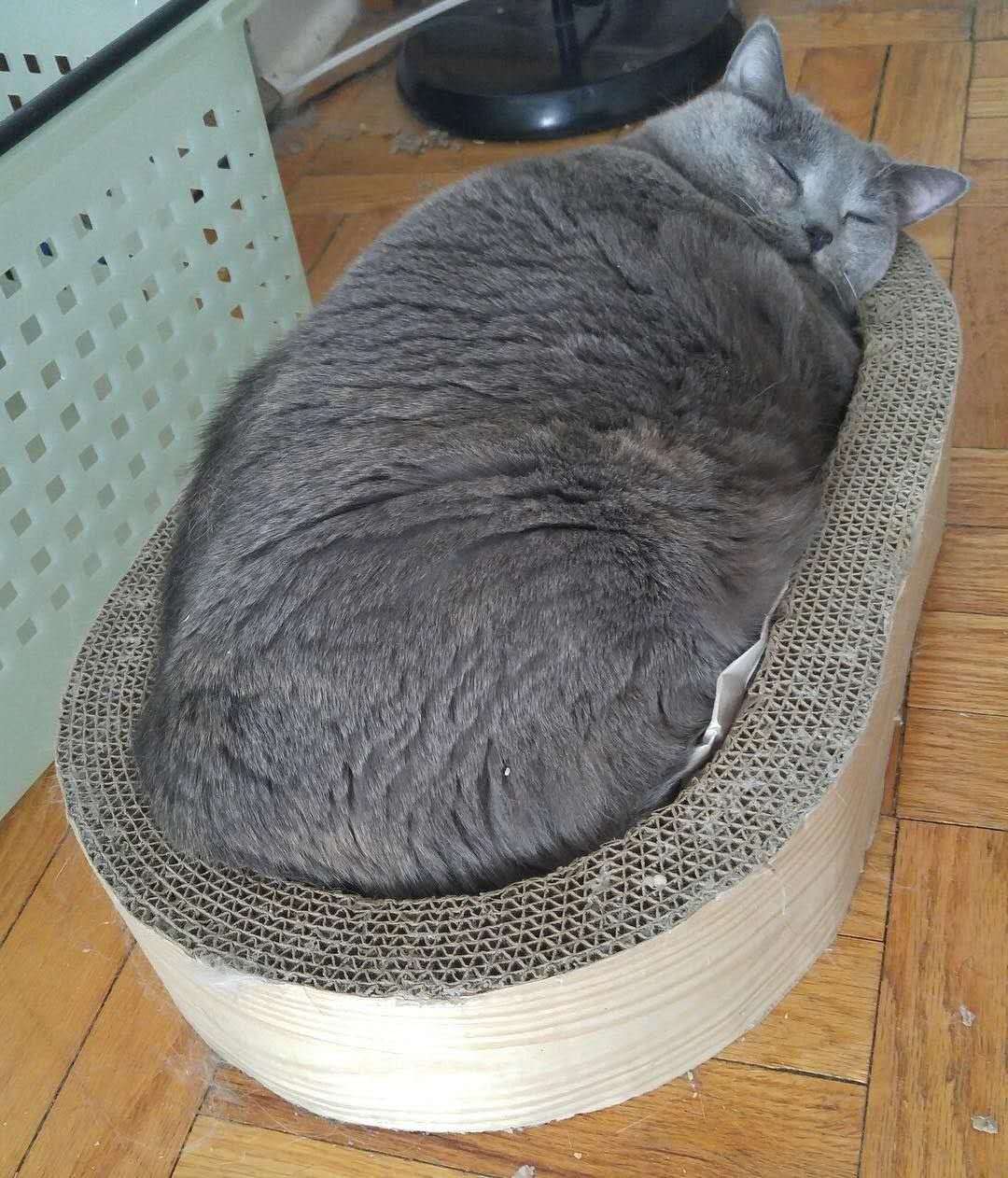 猫瘦了怎么才能长胖,猫咪瘦了怎么快速变胖
