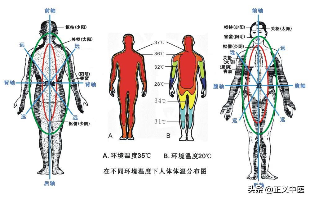 十二经脉和十二正经的区分,十二皮部