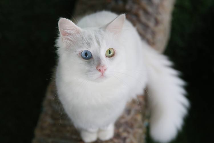 国宝是只猫！论凡尔赛，我只服土耳其