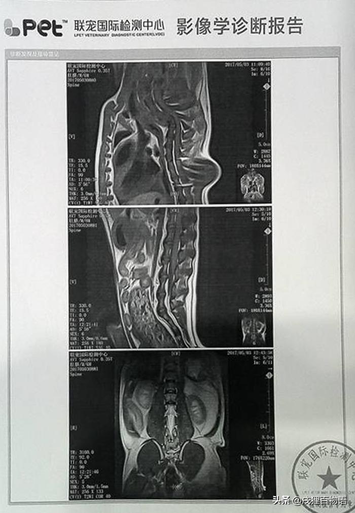 宠物针灸能治什么,宠物针灸真的可以治狗吗