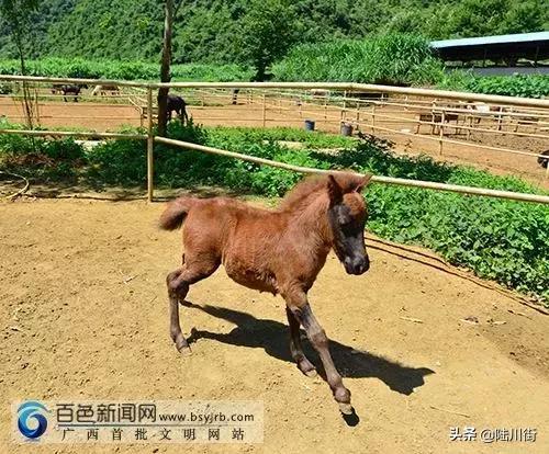 恭喜！广西南宁市首个动物类地理标志商标出山，陆川猪落选？