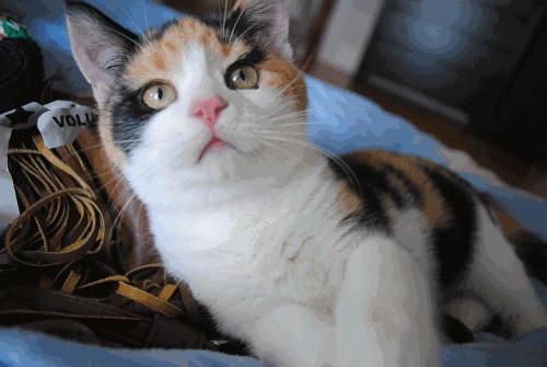 猫咪总是咬人怎么办这几招来教你,猫咪爱咬人怎么办教你一招